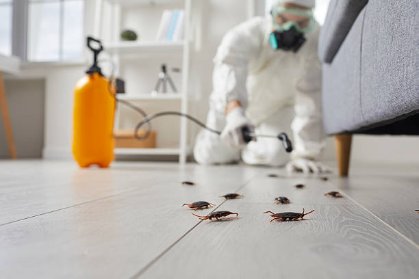 Commercial Rodent Management in Ten Mile Run